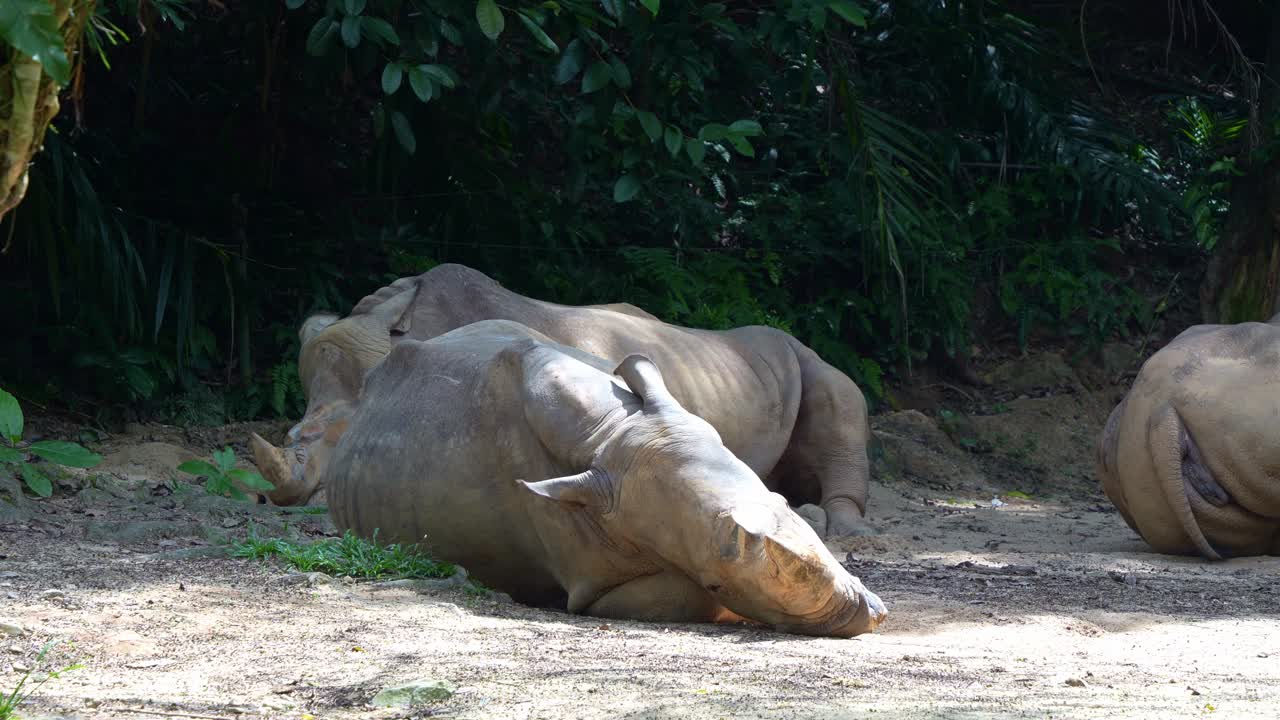 rinocerontes blancos acostados en el suelo en un área sombreada rodeada de denso follaje tropical