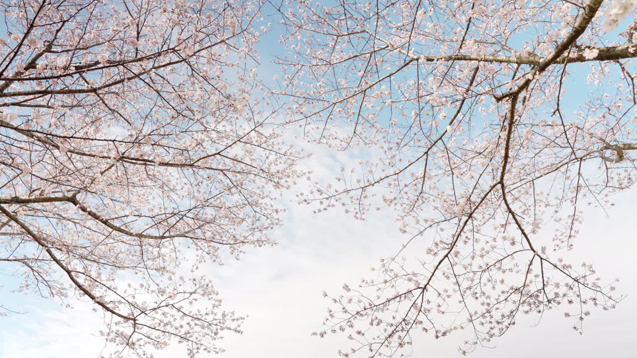 春の風に振り回される桜の花の木