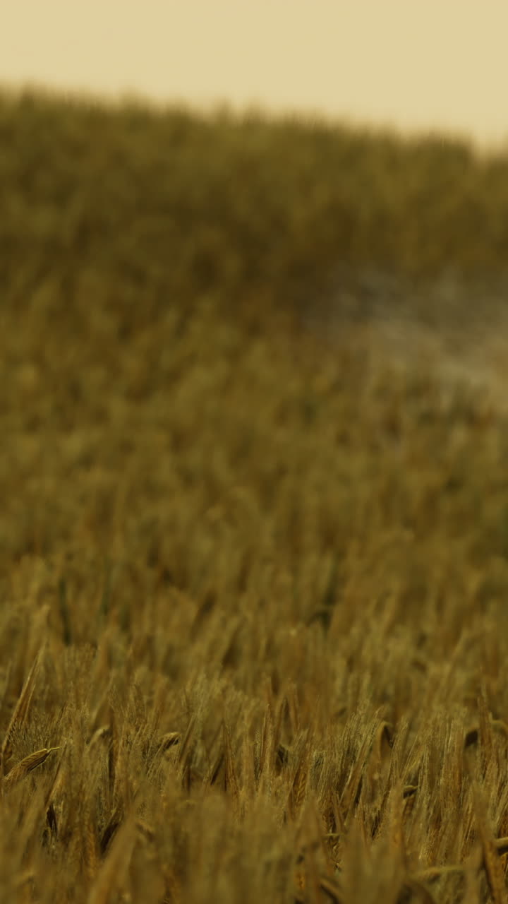 Campo di grano dorato sotto la luce soffusa del sole in un paesaggio rurale