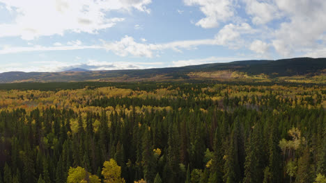 slow aerial descent to floor of british columbia forest in autumn color