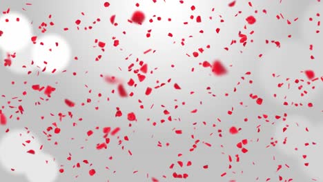 rose petals red pink cherry blossoms blizzard flying across screen loop background green screen