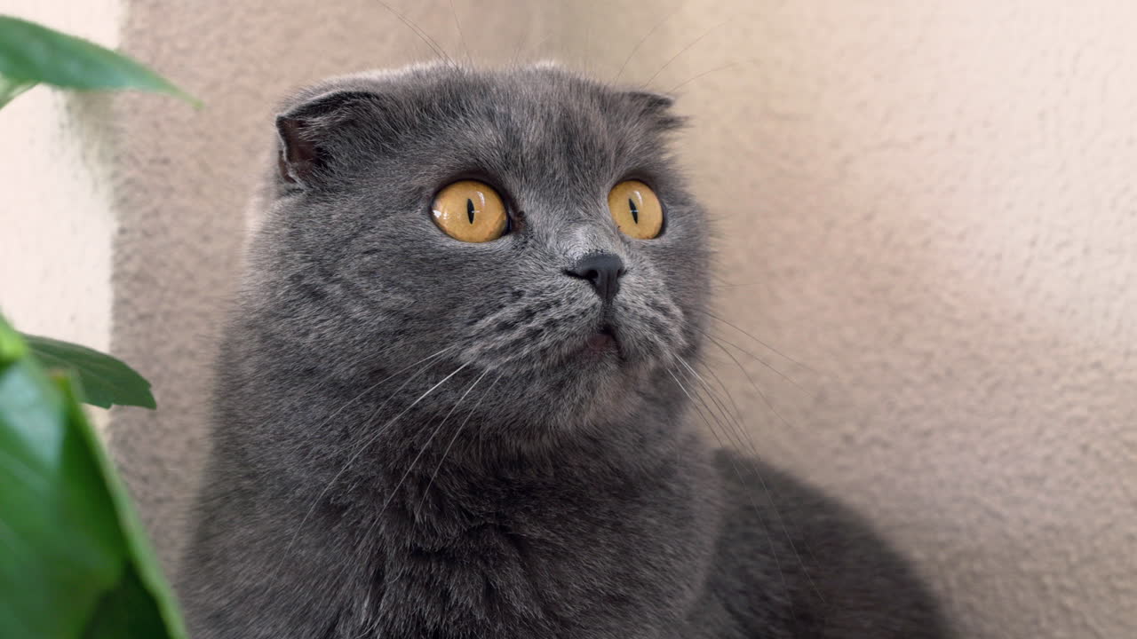Close up of a grey Scottish Fold cat looking around in a court