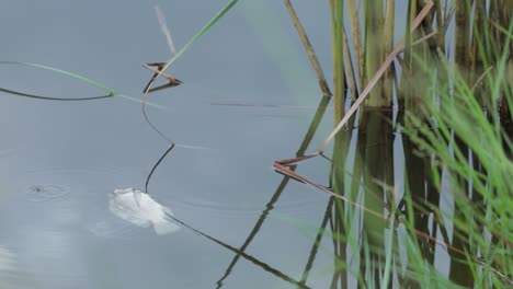 close up footage of dead nile tilapia fish floating on the water