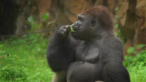 gorila adulto concentrado en masticar hojas verdes, toma de perfil en cámara lenta