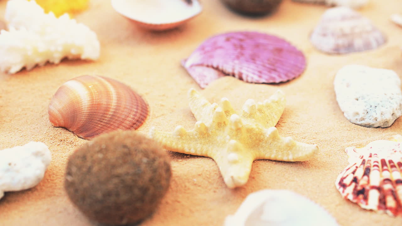 Cockleshells on sand on white background. Shooting with conducting