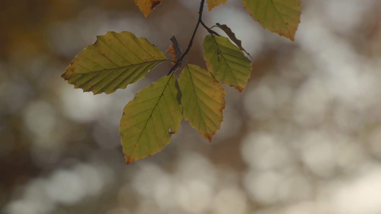 el follaje de otoño se mueve lentamente en la brisa tranquila