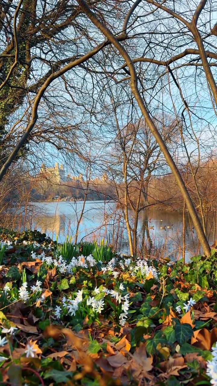 Central Park'ta göl kenarında beyaz bahar çiçekleri. Ön planda Scilla çiçekleri ve sarmaşık, arka planda ise New York City'de bir göl, ördekler ve uzaktaki binalar.