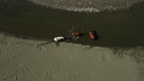 Aerial-view-of-horses-resting-by-a-serene-Costa-Rican-riverbank