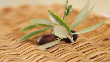 aceitunas orgánicas crudas y rama después de la cosecha, listas para aceite virgen extra