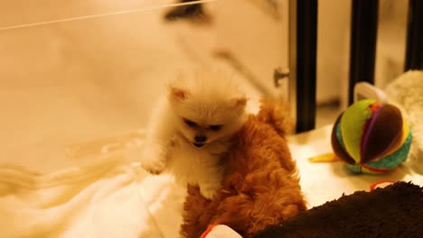 two puppies playing and exploring together indoors