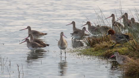 Eine-Gruppe-Von-Uferschnepfen-Im-Winterkleid,-Die-Am-Rand-Des-Wassers-Im-Caerlaverock-Wetland-Centre-Im-Südwesten-Schottlands-Stehen-Und-Fressen