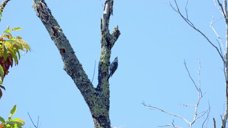 Pájaro-Carpintero-De-Vientre-Rojo-En-Un-Tronco-De-árbol-Y-Ramas