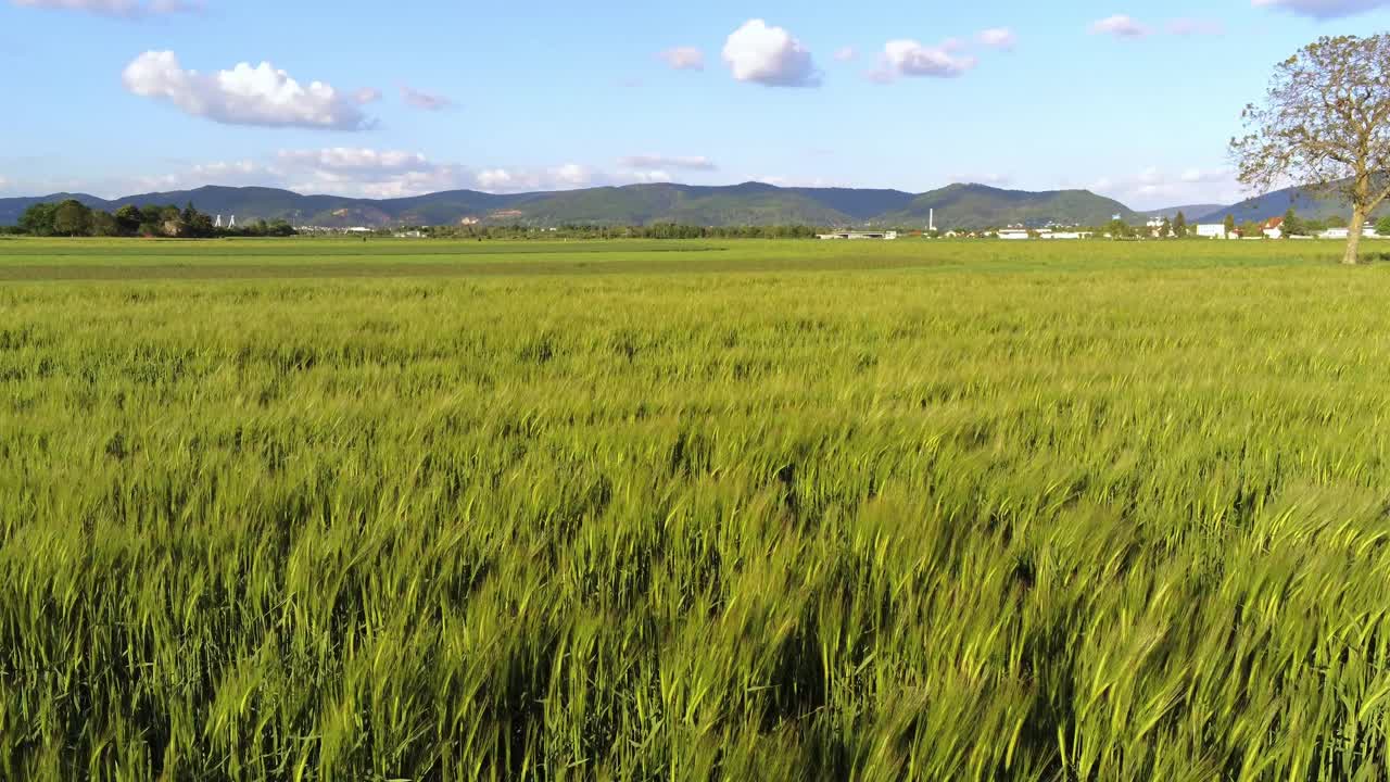 바람 때문에 움직이는 독일 밀 작물 밭 위를 날다