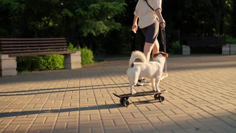 a jack russell terrier skateboarding in a park with its owner