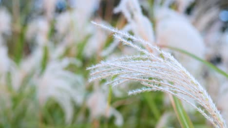 fluffy white grass in a field