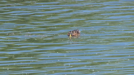 Junge-Stockente,-Erpel,-Frisst-Aspensamenflaum-Von-Der-Welligen-Wasseroberfläche