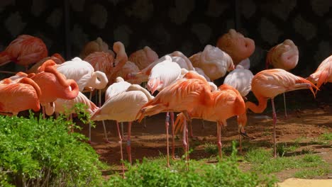 Grupo-De-Flamencos-De-Pie-Sobre-Una-Pierna-Pacíficamente-Bajo-El-Sol-En-El-Zoológico-Del-Gran-Parque-De-Seúl