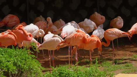 grupo de flamencos de pie sobre una pierna pacíficamente bajo el sol en el zoológico del gran parque de seúl