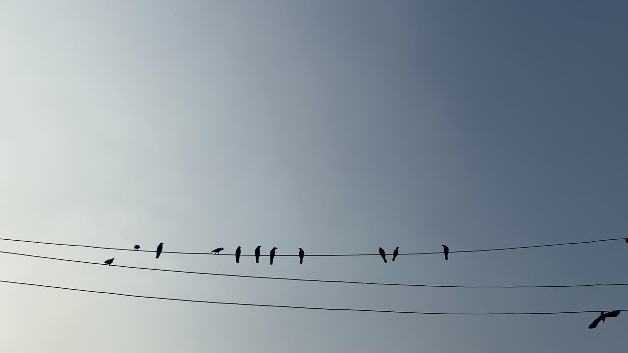 날아가는 일부와 함께 전력선에 앉아 있는 새들의 실루엣