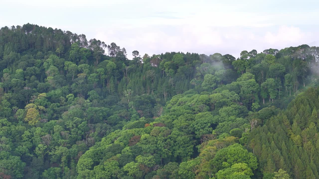 Aerial view of tropical jungle filled with dense trees and vegetation. Perfect footage representing biodiversity, ecology, and environmental conservation. Tropical environment, Indonesia