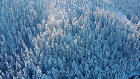 雪地中密集的针叶树林的空中景色 - 无人机拍摄