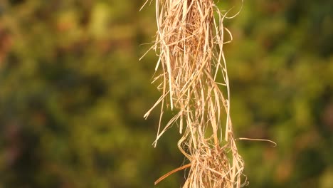 Schönes-Gelbes-Reisgras,-Das-Am-Wind-Hängt