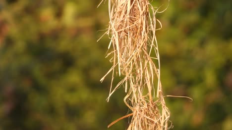 beautiful yellow rice grass hanging on wind