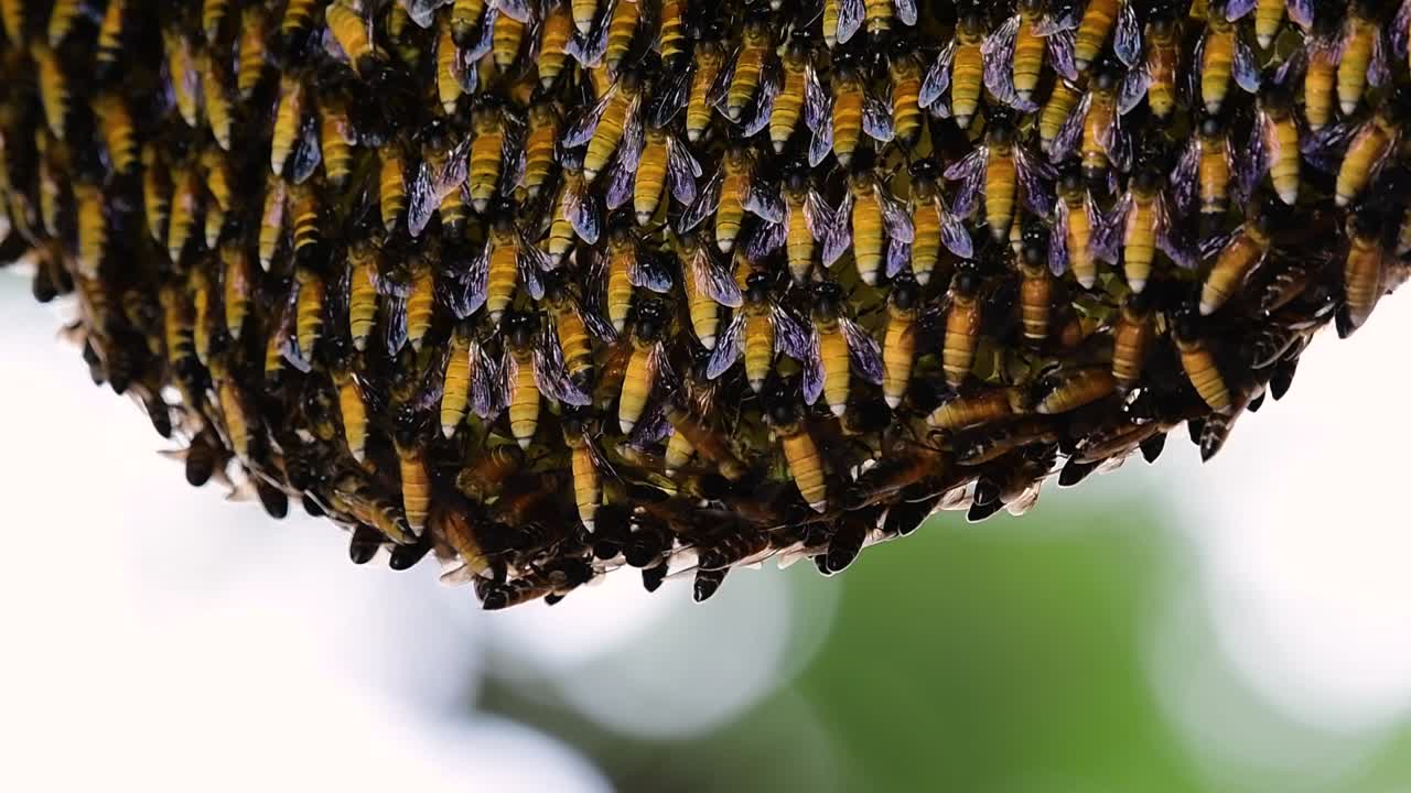 se sabe que las abejas melíferas gigantes construyen grandes colonias de nidos con bolsillos simétricos hechos de cera para almacenar miel como fuente de alimento.