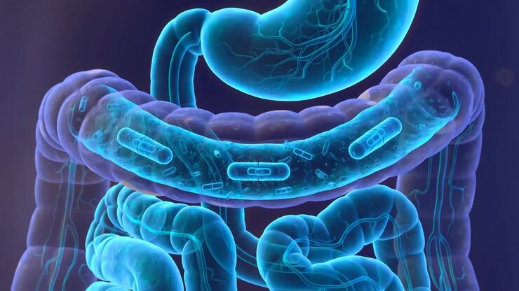 3D animation of a digestive system with glowing intestines and capsule-like particles moving