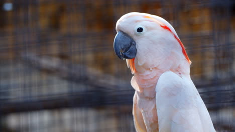 Tight-Close-Up-Shot-of-Beautiful-Rose-Tropical-Parrot-Resting