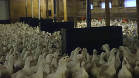 muchos patos criadores blancos en una granja interior con grandes contenedores de comida