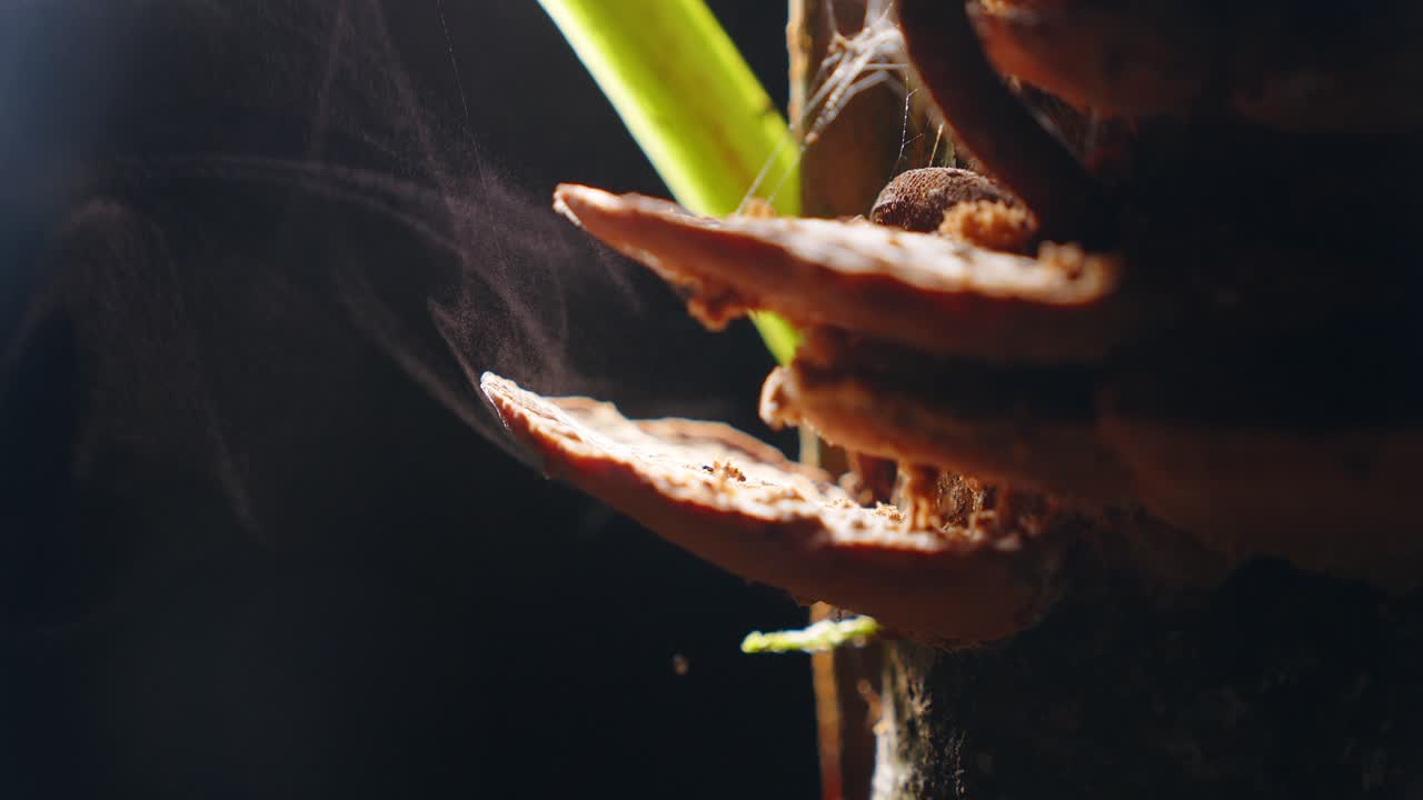 Under the cover of night, bracket fungus quietly spreads its spores, blending into the rainforest mist.