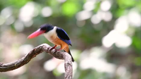 Der-Schwarzkopf-eisvogel-Hat-Einen-Bonbonartigen-Roten-Schnabel-Und-Eine-Schwarze-Kappe,-Die-In-Thailand-Und-Anderen-Asiatischen-Ländern-Zu-Finden-Ist