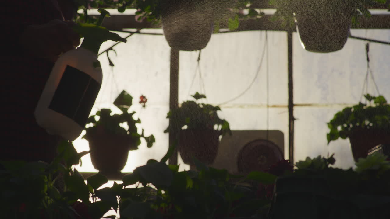 Gardener Silhouette Spraying Flowers in Greenhouse