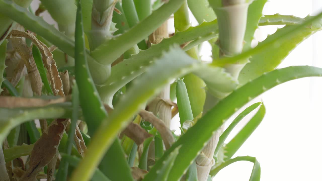 planta de aloe vera que gira, que se da vueltas
