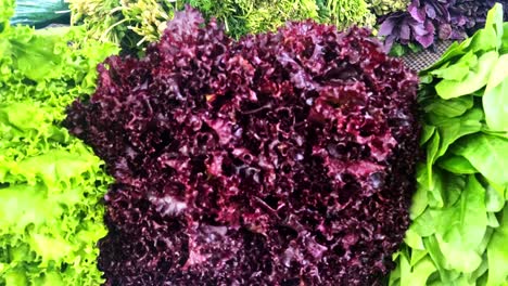 green vegetables and dark leafy food background as a healthy eating concept of fresh garden produce organically grown as a symbol of health as kale swiss chard spinach collards broccoli and cabbage