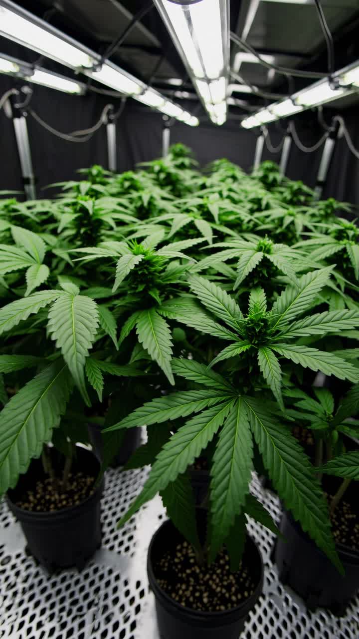 A low-angle video shot of lush green cannabis plants in a controlled indoor grow room