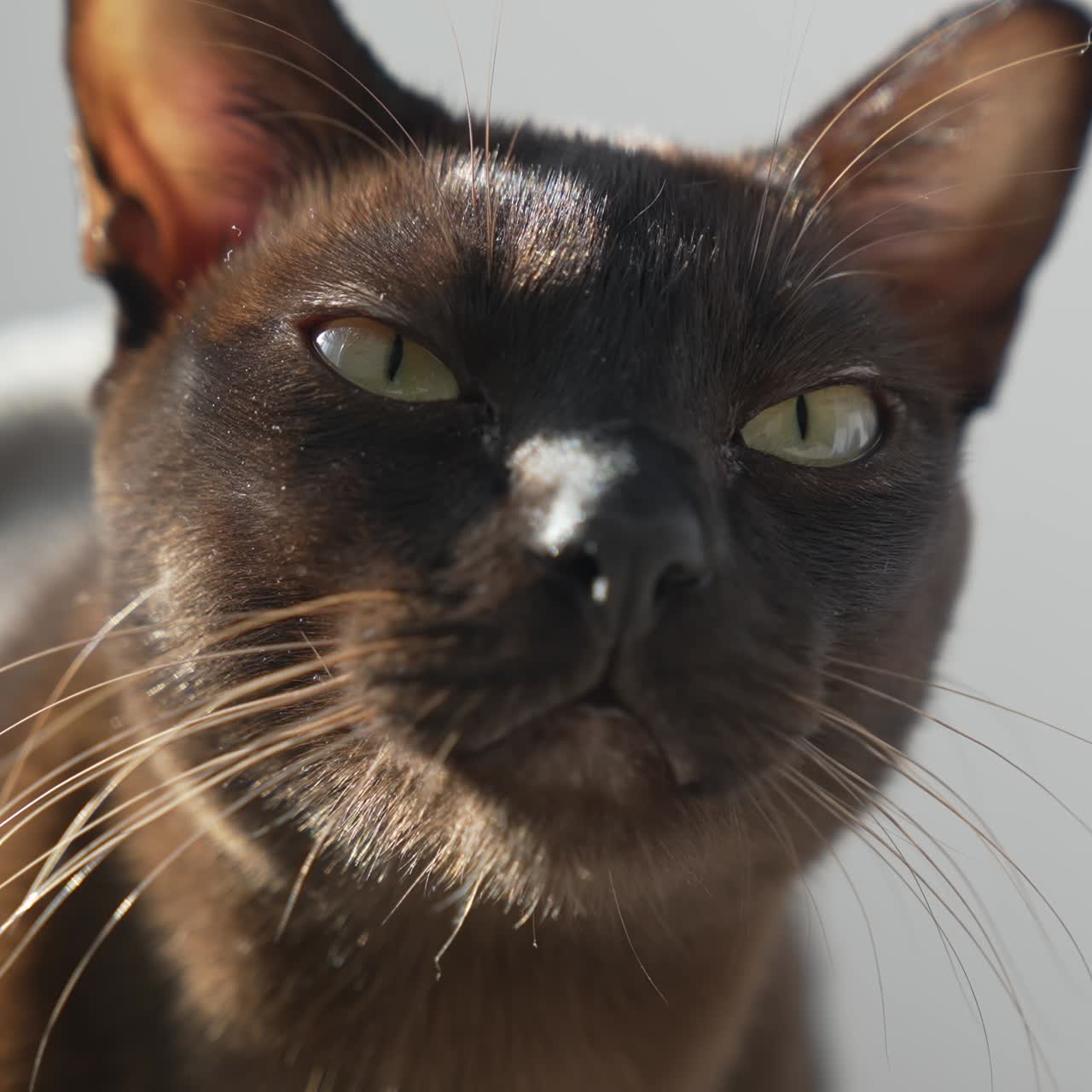 Gatto Burmese marrone. Gatto grande che guarda nella fotocamera