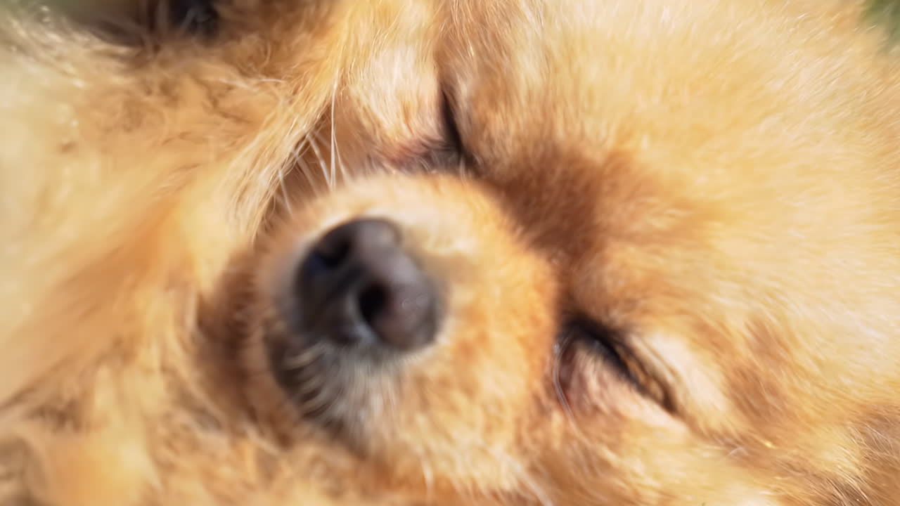 Pomeranian with yellow fur lying on the grass on it's back. Closing eyes with paws