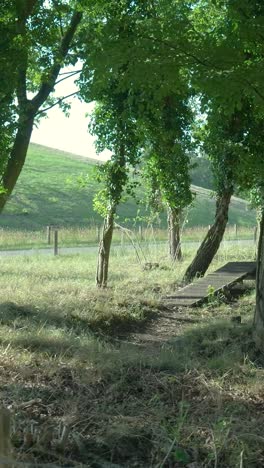 sunlit rural landscape with trees and green hills
