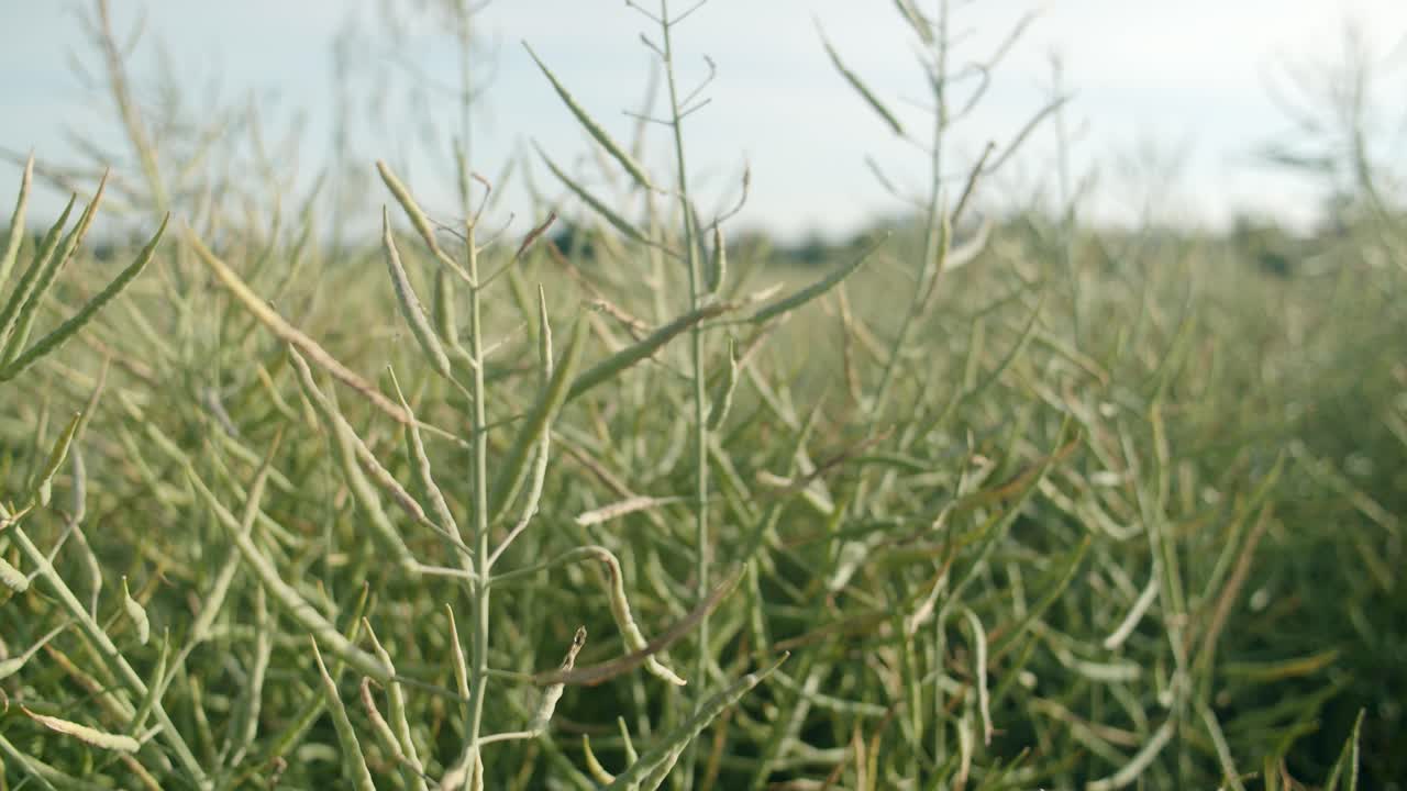 toma de un campo de canola verde con bosques paisajísticos en el fondo en ulm, alemania