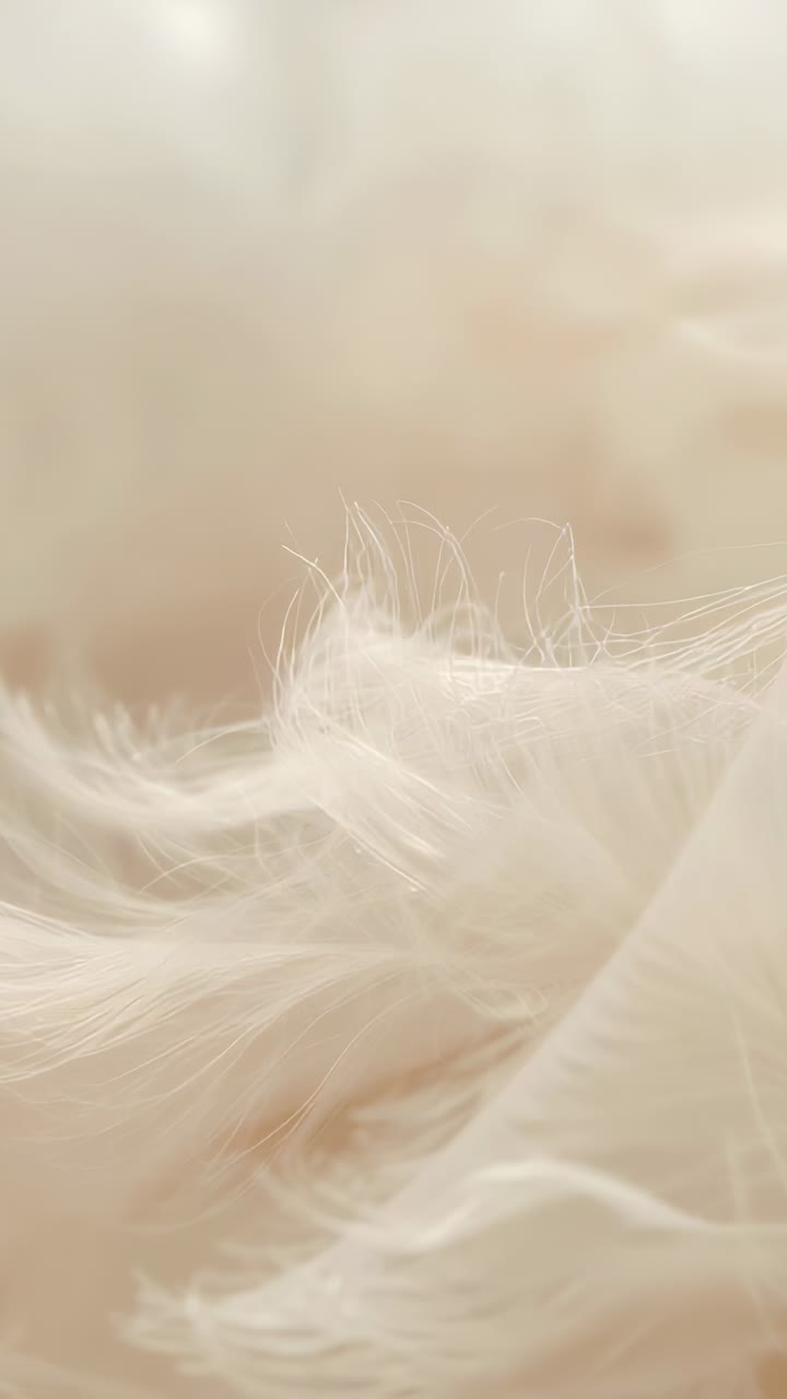 Vertical video: Shifting light causing down feather tips lifting and rippling on bed, texture study