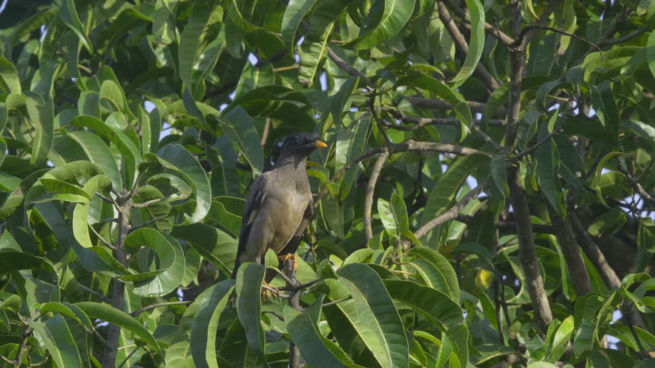 mayna volando de una rama a otra rama