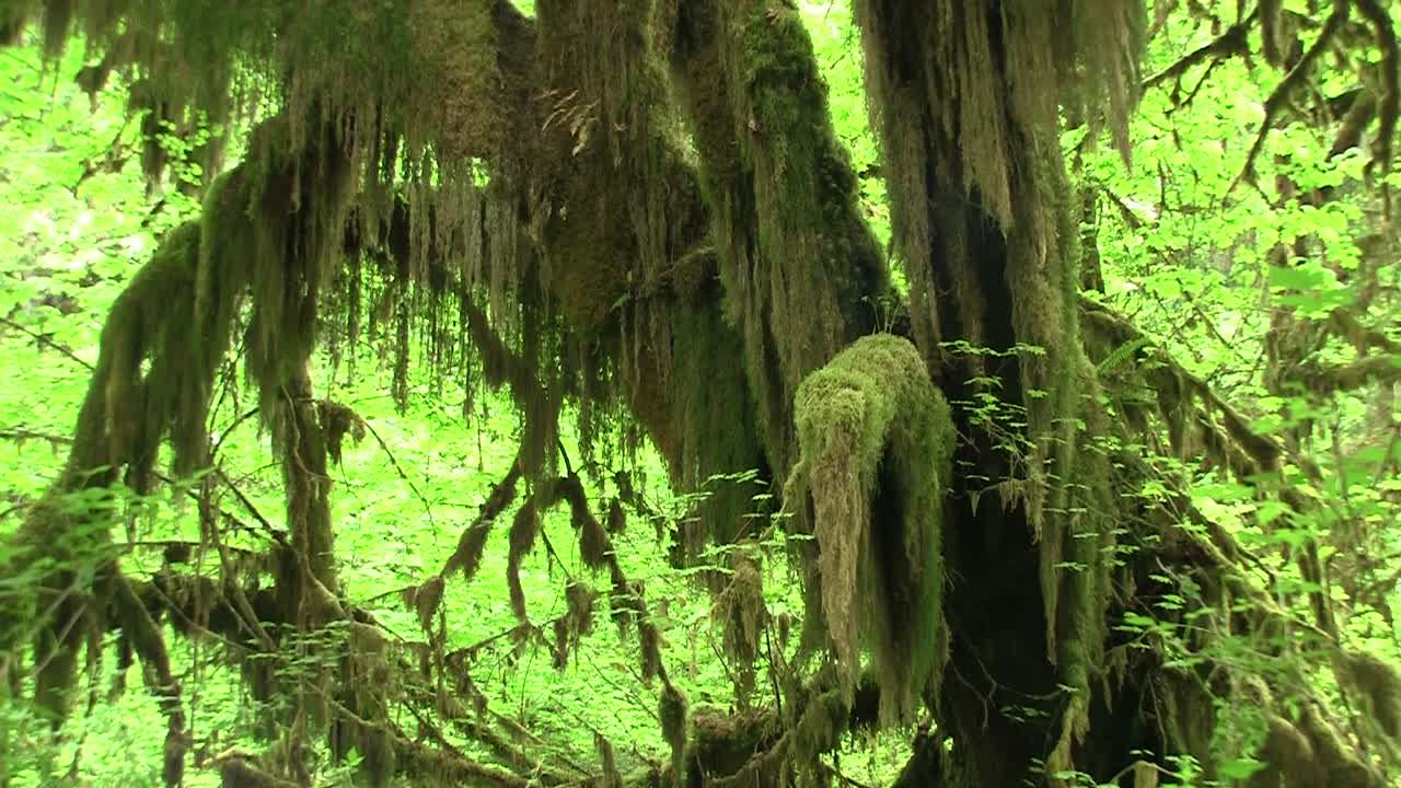 exuberantes selvas tropicales del noroeste pacífico