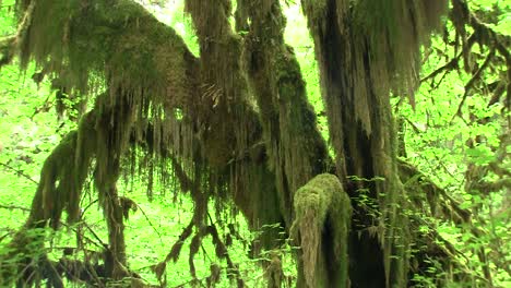 Lush-rain-forests-of-the-Pacific-Northwest