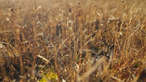 Dried-up-tundra-moss-in-the-sunlight