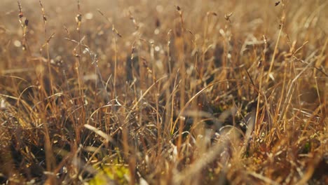 el musgo de la tundra seco a la luz del sol