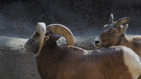 a pair of goats - male and female against the background of rocks