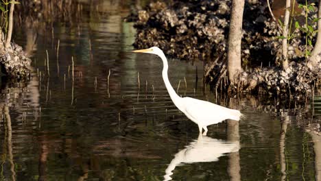 white egret gracefully moves across reflective water