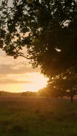 sunrise or sunset over a field with trees